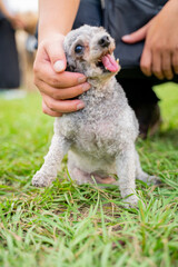 The cute poodle dog plays happily on the grass in the park on the weekend and is quite happy