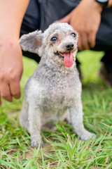 The cute poodle dog plays happily on the grass in the park on the weekend and is quite happy