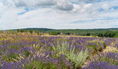 Obraz premium Lavender field in France