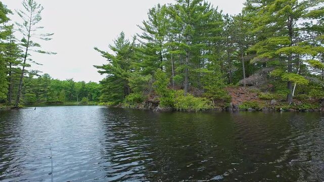 Catch and release fishing game sport of bass fish on the lake in Canada. Hobbies lifestyle fishing in the early morning. Angler casting lure with rode to the lake water.