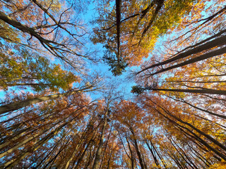 Looking up at autumn forest canopy with blue sky
