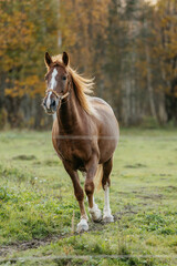 Obraz premium The brown horse is running. The horse is in motion. A horse in nature in autumn.