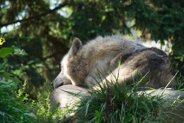 Fototapeta premium くつろぐオオカミ