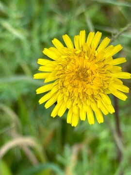 Fototapeta fiore