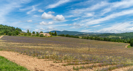 Lavender field in France