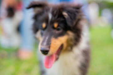 Fototapeta premium The cute Shetland Sheepdog was happily playing on the grass in the park over the weekend.