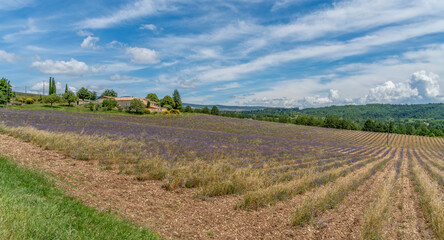 Lavender field in France