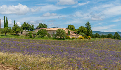 Lavender field in France