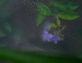 Purple flowers through the glass with waterdrops background,Abstract Nature blur background.