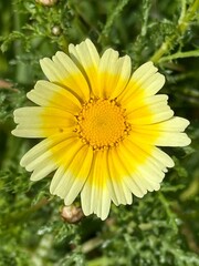 fiore