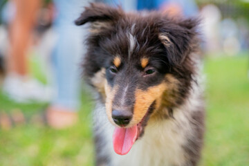 Fototapeta premium The cute Shetland Sheepdog was happily playing on the grass in the park over the weekend.