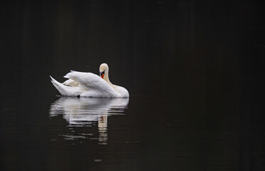 Un cygne sur un lac