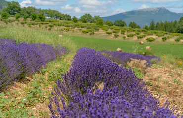 Obraz premium Lavender field in France