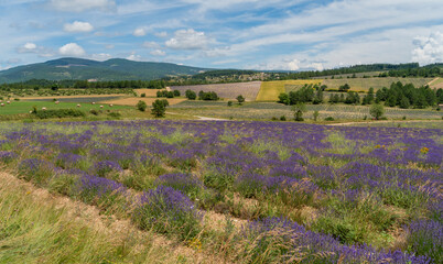 Fototapeta premium Lavender fields in France