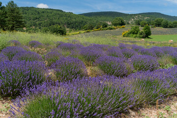 Naklejka premium Lavender fields in France