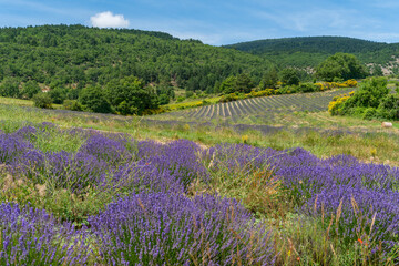 Fototapeta premium Lavender fields in France
