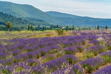 Naklejka premium Lavender field in France