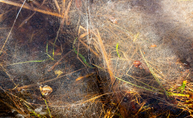 Transparent thin ice covered the swamp with yellow autumn grass in winter