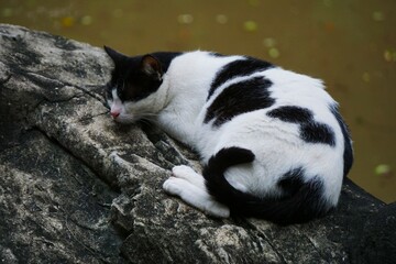 Kot odpoczywa na skale. Czarno-biały kot śpi spokojnie na skale, w tle widać wodę. Śpiący kot domowy i skała.