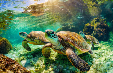 Fototapeta premium Green sea turtles swimming in the sea