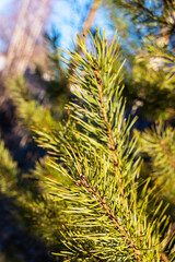 Green pine branches on a sunny winter day against a blue sky