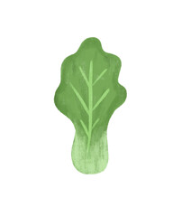 Lettuce pencil illustration