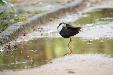  White-breasted Waterhen Preening Near a Puddle in Natural Habitat