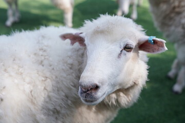 White sheep stand on a farm to raise their wool to make cloth to wrap around them.