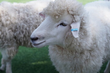 White sheep stand on a farm to raise their wool to make cloth to wrap around them.