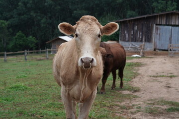 Fototapeta premium Brown cow standing and eating grass in a field