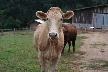 Brown cow standing and eating grass in a field