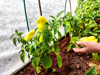 A hand reaches for ripe yellow peppers growing on a vibrant plant in a greenhouse