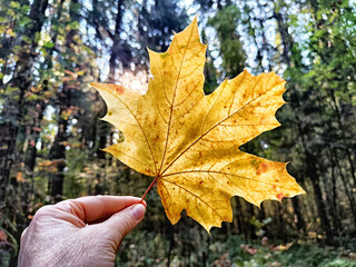 A person holds a large yellow maple leaf against a backdrop of green trees in a forest during autumn in the afternoon light