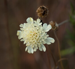 Meadow and field flower Scabiosa ochroleuca L.