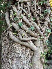 Long vines cling to the tree trunk. Liana wraps around a tree