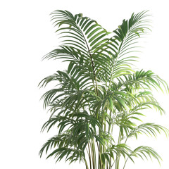 Parlor palm isolated on a transparent background and white background. Photo and PNG file