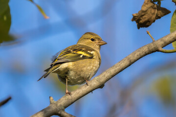 Eurasian Chaffinch perched on a tree in the morning light