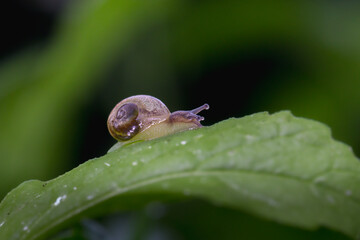 small snail close up in morning light