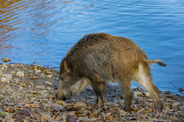 Young wild boar looking for food by the pond