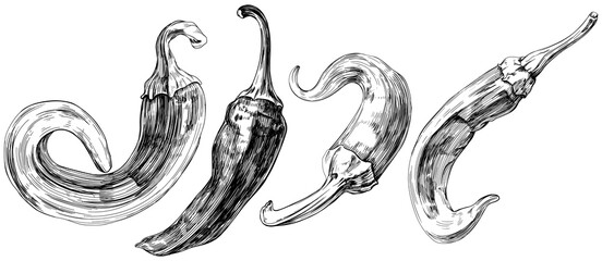 Chili pepper set hand drawn engraved ink art collection. Isolated paprika on white background.