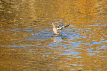 Ducks swimming on a pond on a sunny day