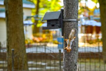 A fluffy squirrel descends from a tree trunk to the ground. The squirrel clings to the tree trunk with its claws.
