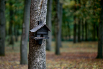 A squirrel house on a tree in a Gomel park. Rows of trees in an autumn park. Gomel, Belarus.