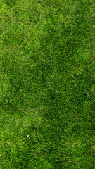 Fototapeta premium Green grass, outdoor area, texture