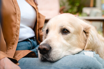 Closeup animal`s face. Cropped photo of active fluffy labrador golden retriever lying on the lap