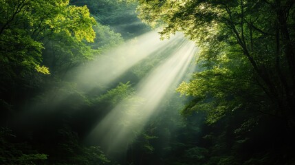 Obraz premium Bright sunlight beams cascade through a dense, lush forest canopy, illuminating the vibrant greenery and conveying serenity and the beauty of nature's simplicity.
