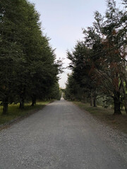 Fototapeta premium Camino en la naturaleza