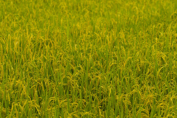 Close-up of green rice plants in a field at sunset, capturing the beauty of rural agriculture and nature