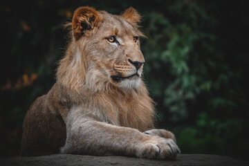 Afrikanischer Löwe Portrait