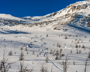 Beautiful Ski trails in Fresh Powder among sparse Trees